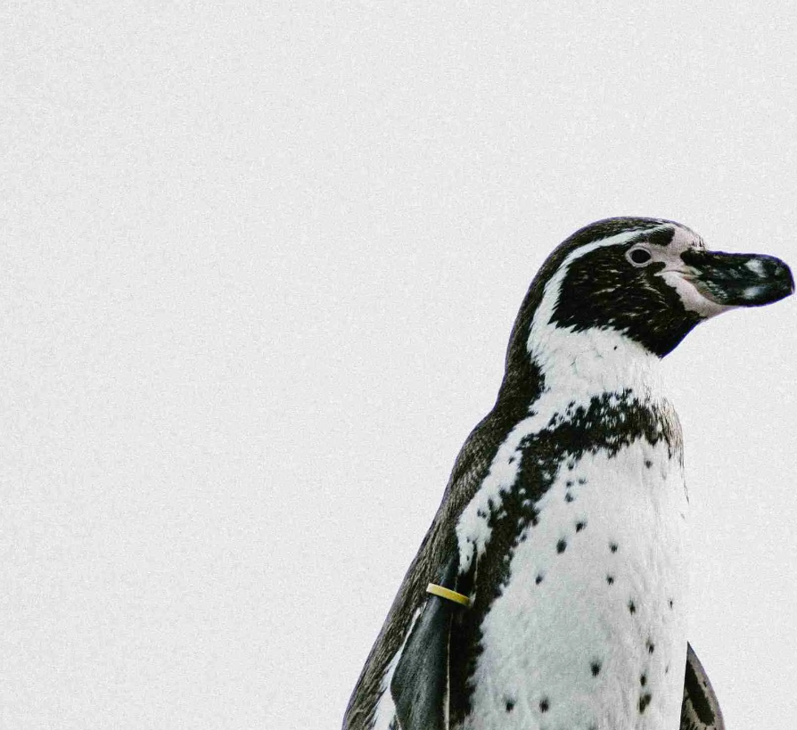 FOR THE PENGUINS